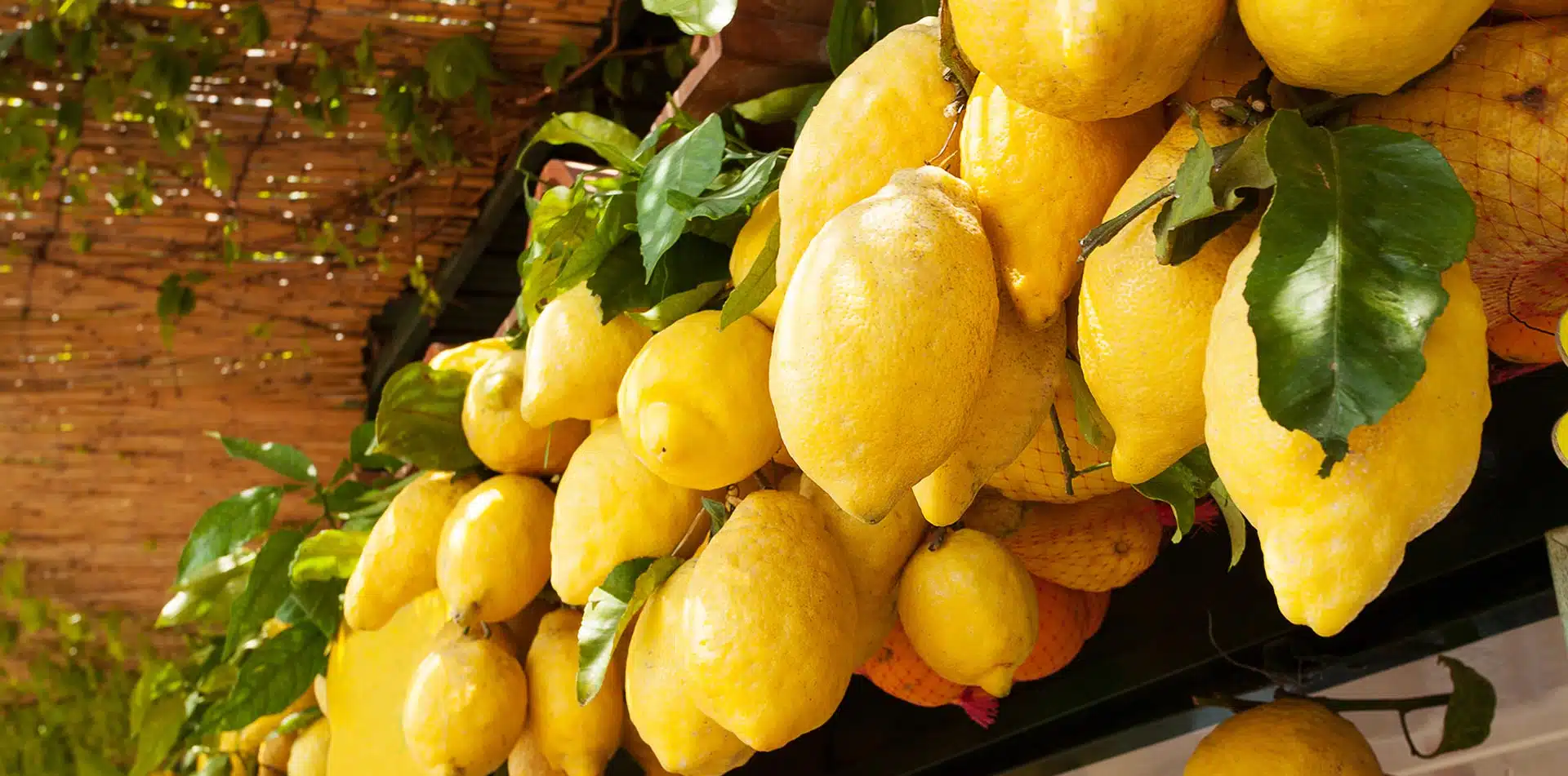 Lemons in Amalfi Coast, Italy