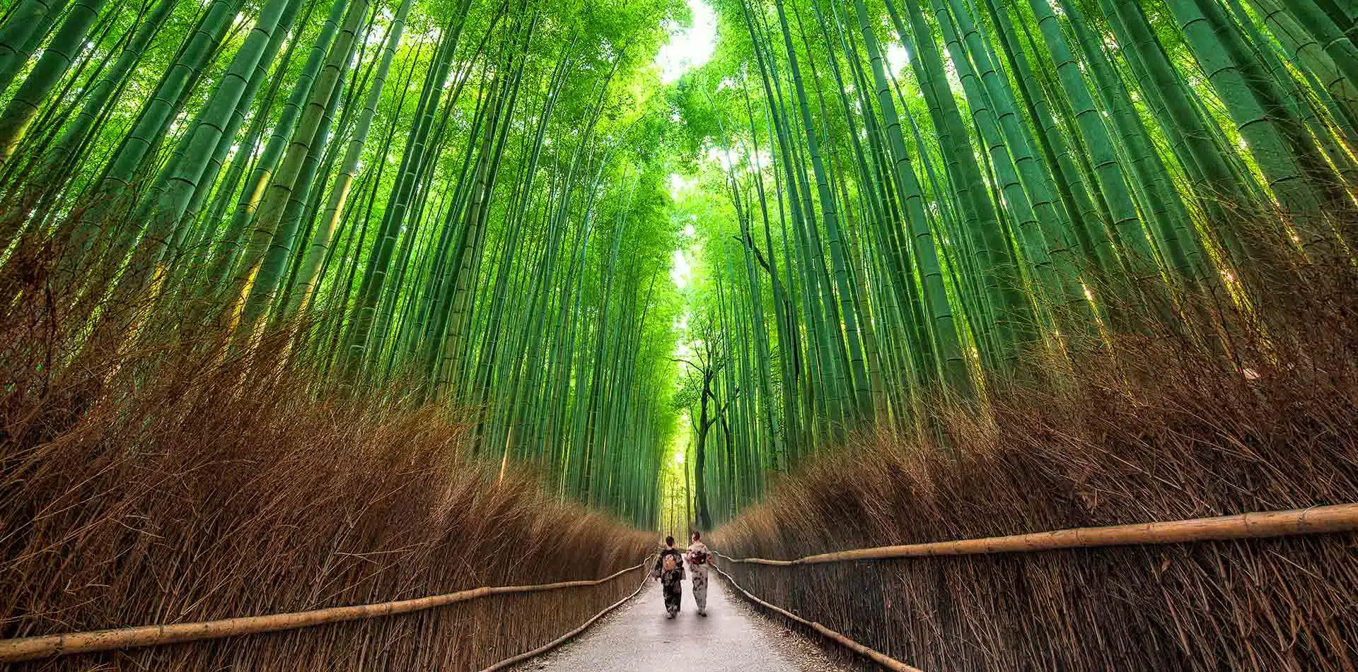 Bamboo Forest, Japan