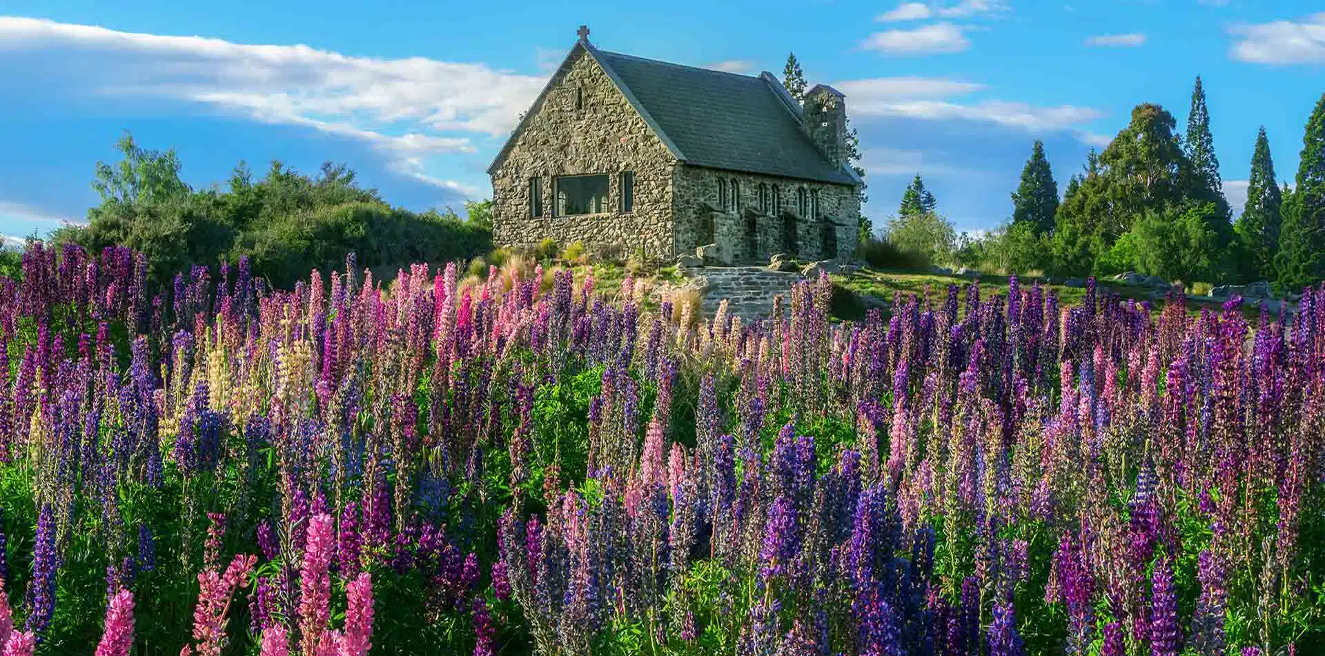 Lupine Fields and an old church in New Zealand