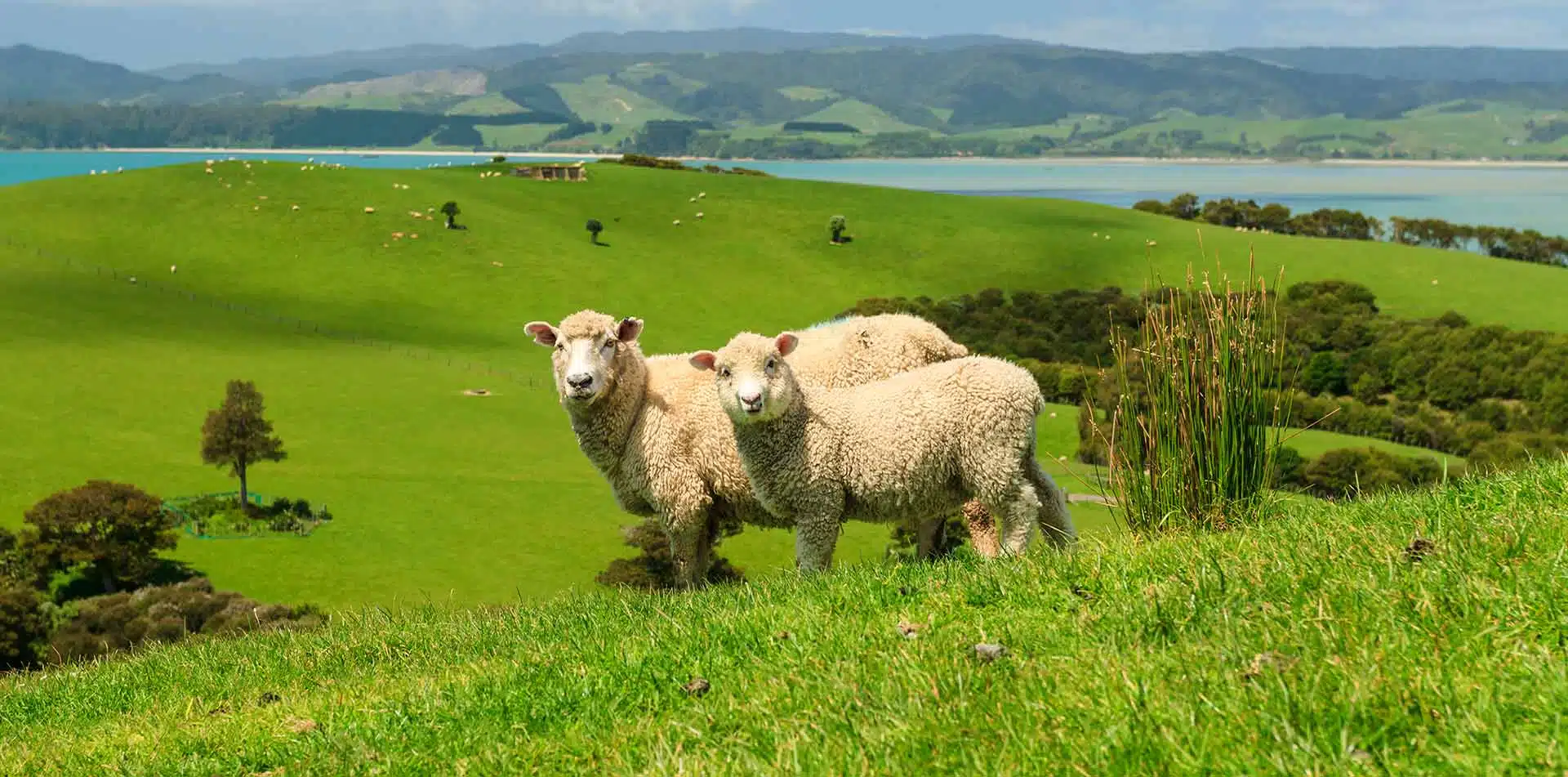 Sheep in a meadow in New Zealand