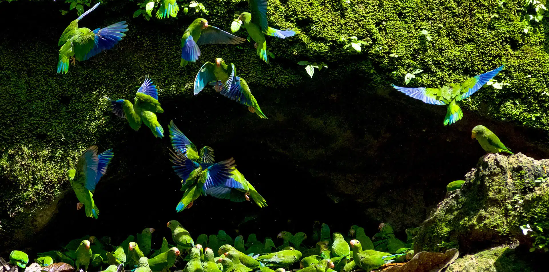 Ecuadorian Amazon Yasuni National Park Parakeets in a clay lick, Ecuador