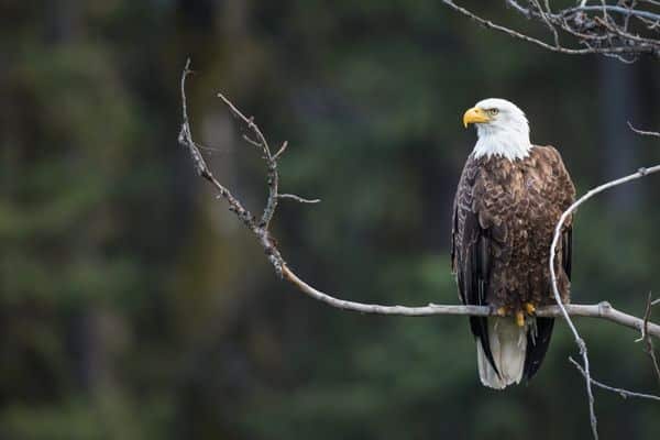 Bald Eagle sitting on a brand in Yellowstone National Park
