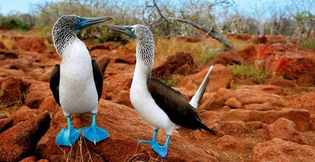 Blue footed boobies in the Galapagos 