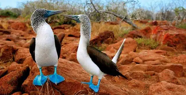 Blue footed boobies in the Galapagos 