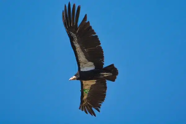 A California Condor soars overhead at  Zion National Park