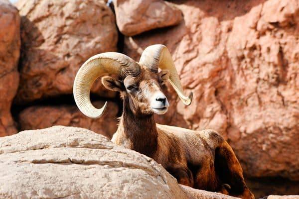 Desert Bighorn Sheep are recognizable with their big backward bending horns 