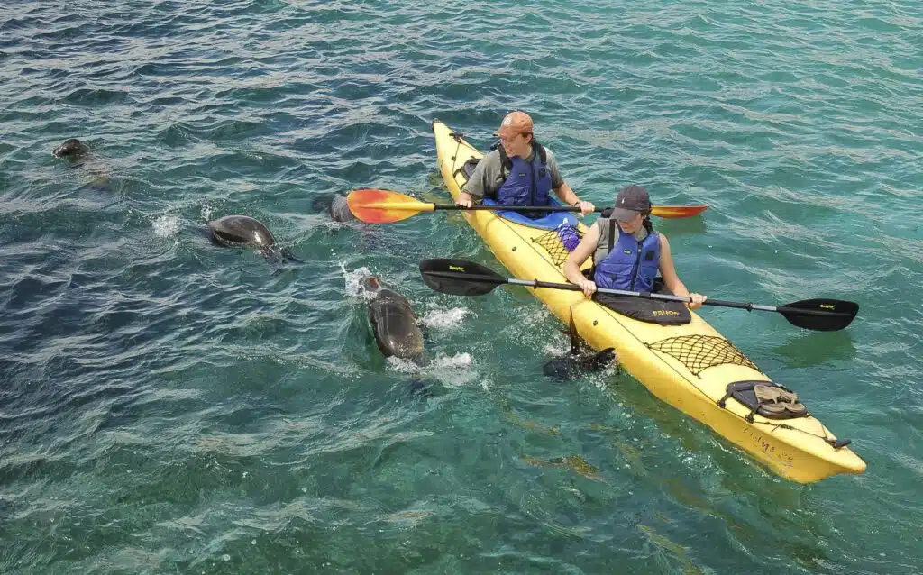 Kayakers with sea lions in the Galapagos