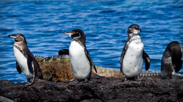Galapagos penguins