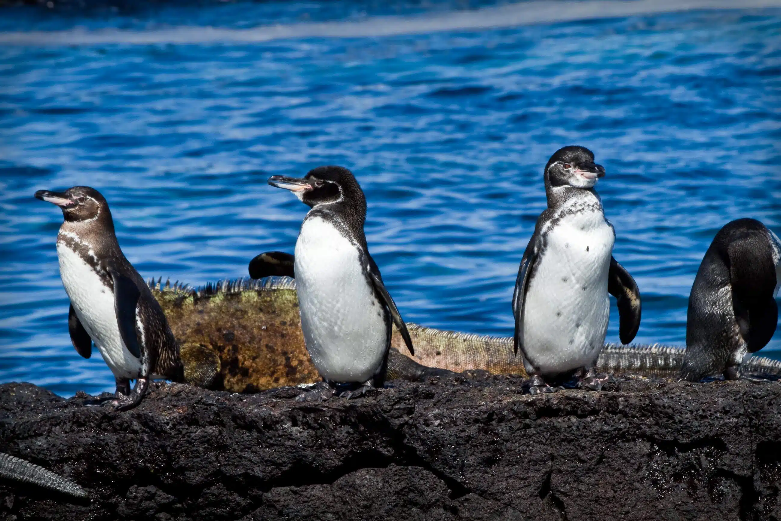 Galapagos Island penguins