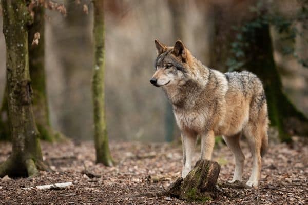 Wolves in Montana's Glacier National Park 