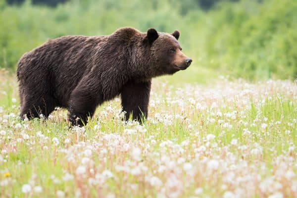 Grizzle bears in Montana's Glacier National Park 