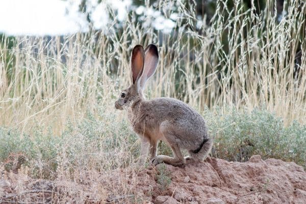 Jack Rabbits can be spotted in meadows with their long pointed ears 