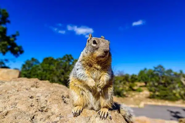 Kaibab Squirrel standing on a boulder