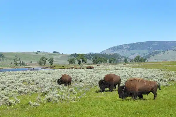 Lamar Valley offers nature views and wildlife spotting in Yellowstone National Park