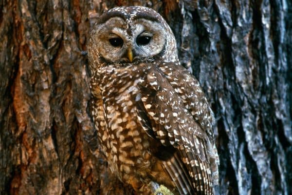 The Mexican Spotted Owl is protected at Zion and Grand Canyon National Parks