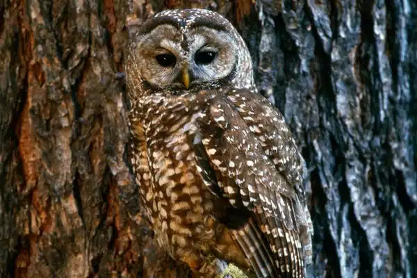 The Mexican Spotted Owl is protected at Zion and Grand Canyon National Parks