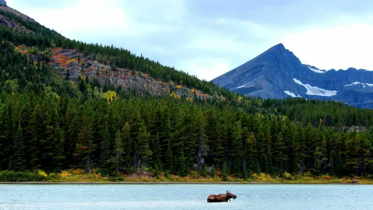 Wildlife viewing in Montana's Glacier National Park