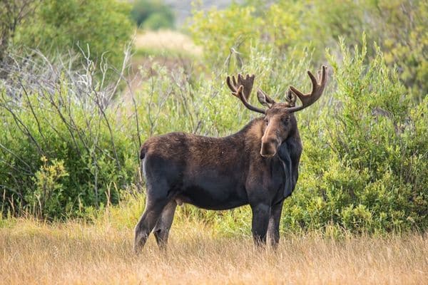 Moose in Montana's Glacier National Park 