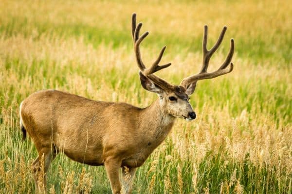 Mule Deer can be spotted at Zion and Bryce National Parks