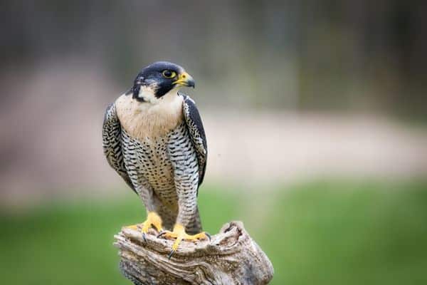 The Peregrine Falcon are no longer close to extinction at Grand Canyon National Park