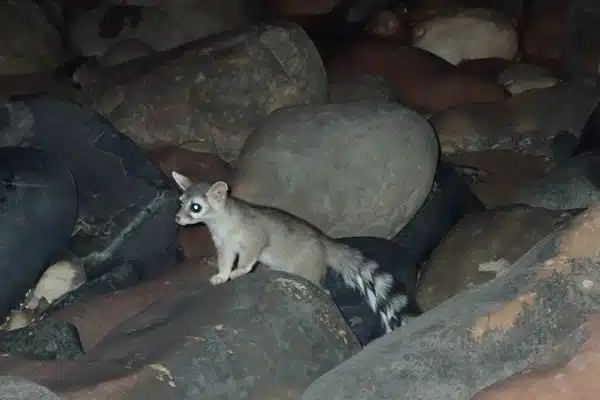 Ringtail cats have the face of a fox but the body of a cat and can be found at Zion, Bryce and Grand Canyon National Parks