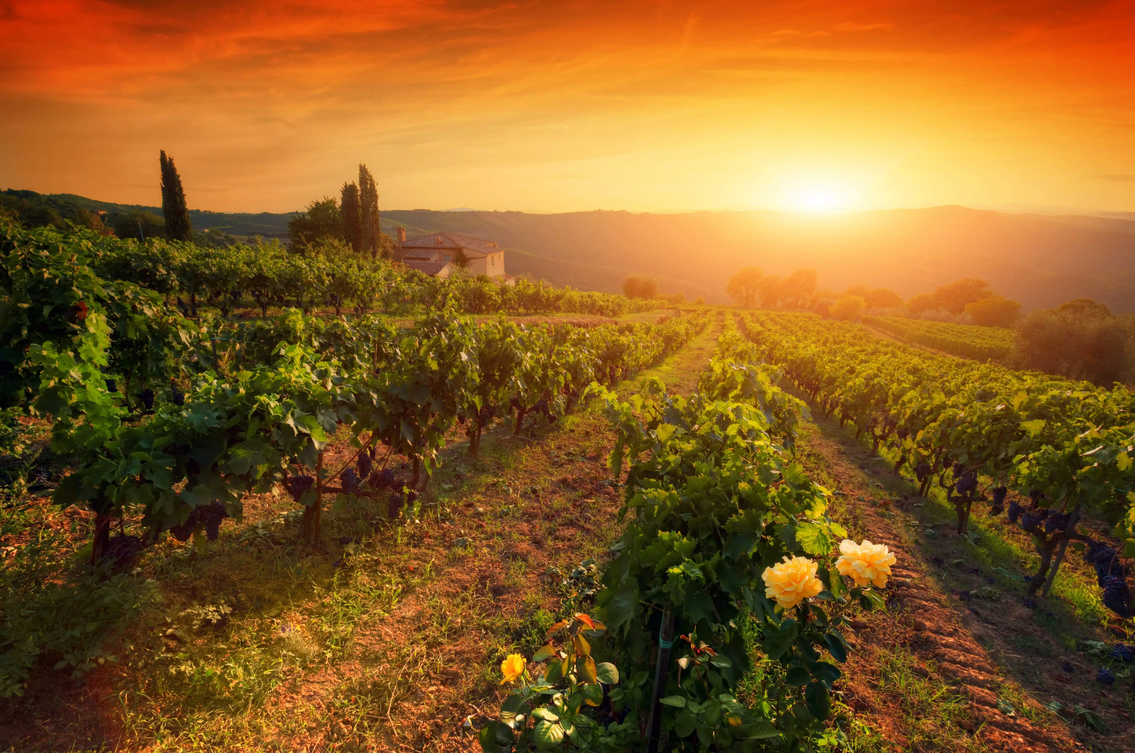 Tuscany vineyard at sunrise