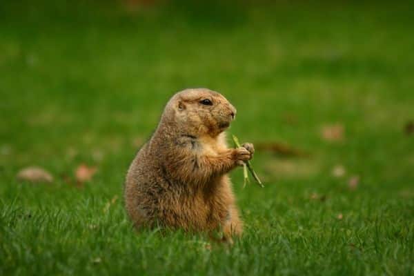 The small Utah Prairie Dog can be found at Bryce Canyon