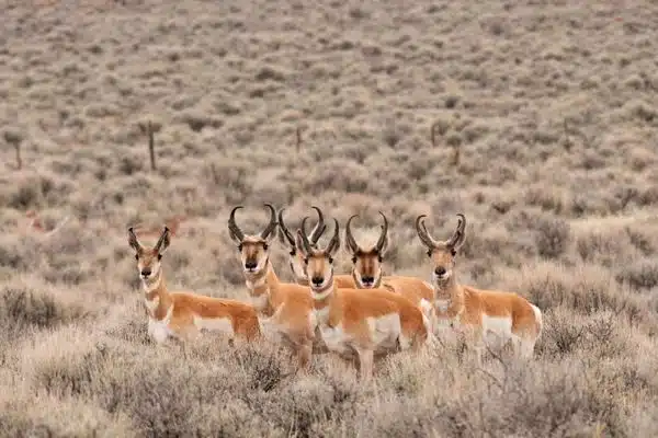 Pronghorn Antelope gather in the meadows of Bryce Canyon National Park