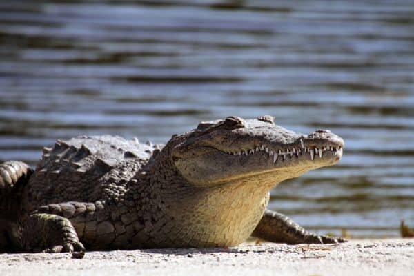 The American Crocodile in Costa Rica