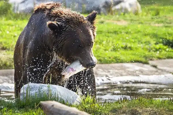 Grizzly Bear feeding on fish in Yellowstone National Park