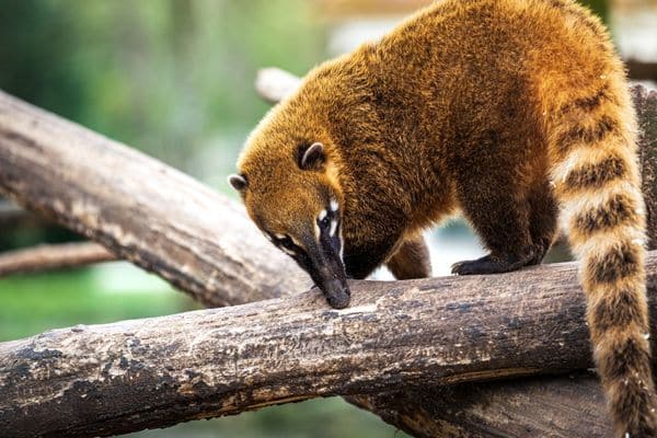 Coatis, a member of the raccoon family, spotted in Costa Rica