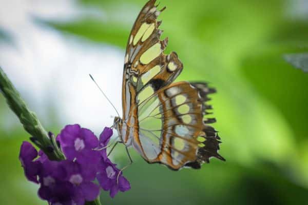 An elegant glass-winged butterfly in Costa Rica
