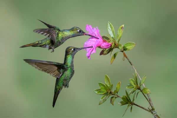Hummingbirds feeding in Costa Rica