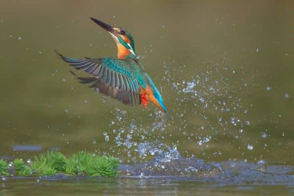 A dive bombing kingfisher in Costa Rica