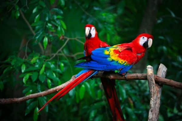 Scarlet Macaws spotted in the forests of Costa Rica