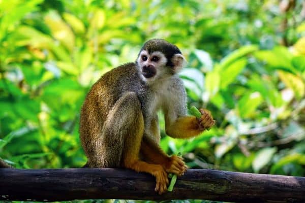 Squirrel monkey feeding in Costa Rica