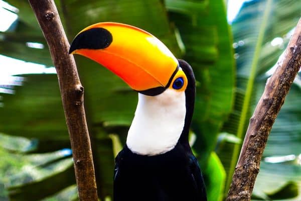 A colorful toucan found in Costa Rica