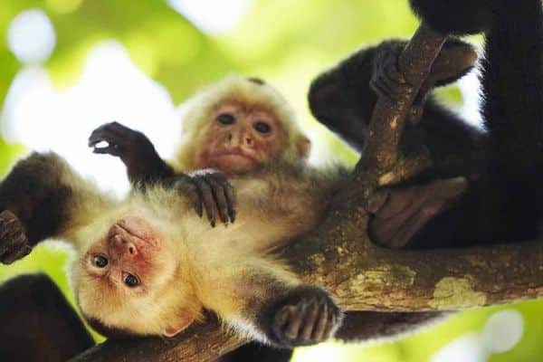 White-faced Capuchins hanging out in the trees of Costa Rica