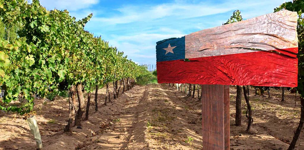 Chile's Maipo Valley Vineyards