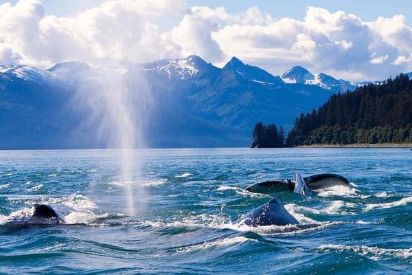 Whales swimming in Alaska with Kenai Mountains in the background