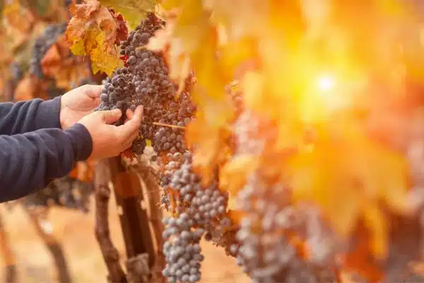 Rows of grapes in a Portuguese vineyard