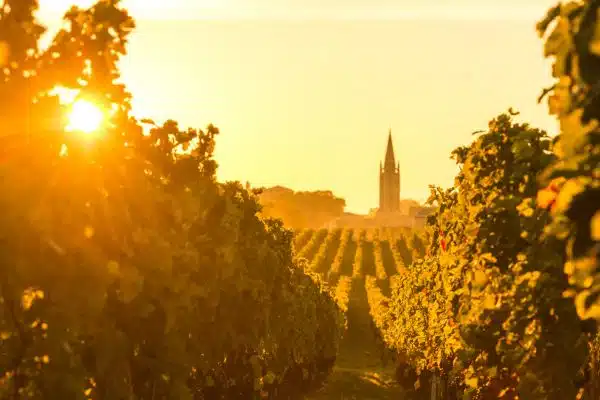 A stunning sunset in Bordeaux's grape filled vineyards