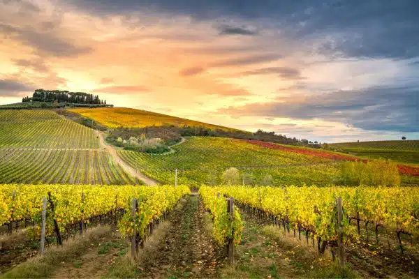 Italy's Chianti wine region, with a sunset over the vineyards
