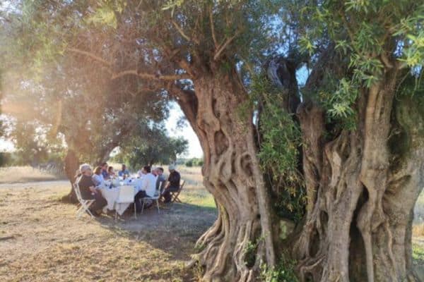 Picnic on an vineyard under corkwood trees in Evora, Portugal