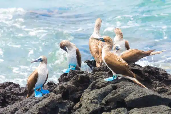 Blue Footed Boobies gather on a rock by the coast of the Galapagos Islands