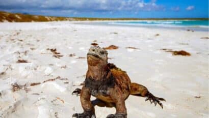 Marine Iguana on a beach in the Galapagos