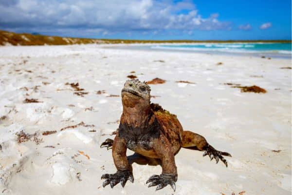 Marine Iguana on a beach in the Galapagos