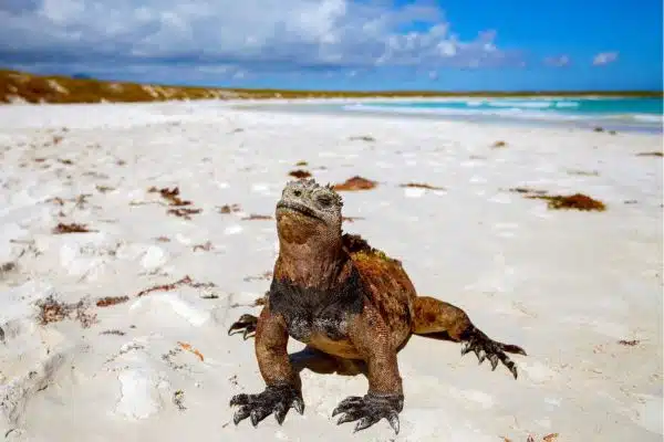A Galapagos Iguana basks in the sun on the beach
