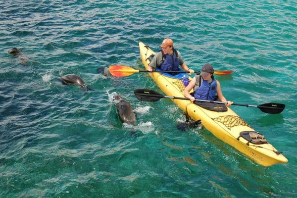Wildlife swims up to your kayak in the Galapagos Islands