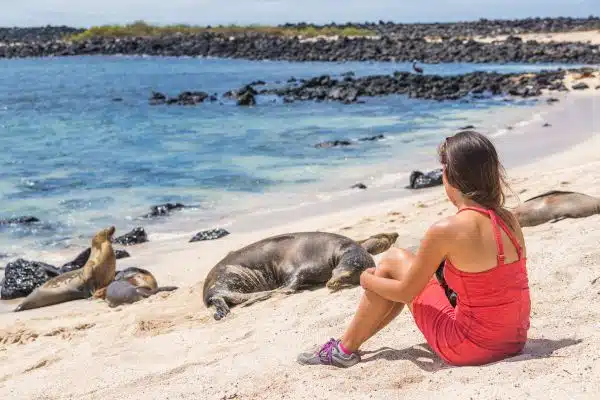 A girl sits on a beach with friendly Galapagos Sea Lions in the sand